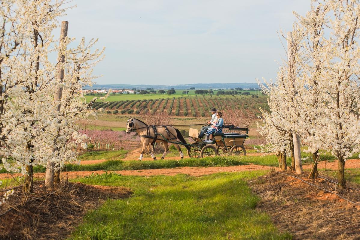 Vila Gale Alentejo Vineyard - Clube De Campo Albernoa Exterior foto